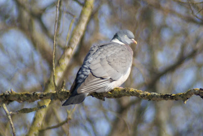 Houtdo - Houtduif - Columba palumbus