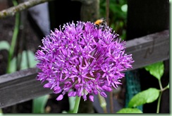 Allium 'purple sensation'
