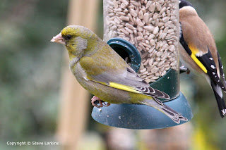 Male Greenfinch on feeder