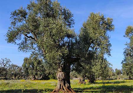 Lecce: venerdì 18 marzo 2016 il seminario "Quale futuro per l’olivicoltura salentina"