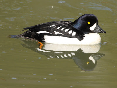 Barrow's Goldeneye