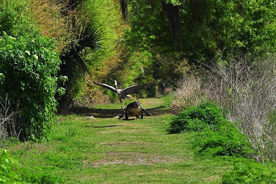Heron Steals Baby Alligator Seen On www.coolpicturegallery.us