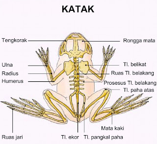 Morfologi Kerangka Manusia dan Hewan  Blogging And Sharing