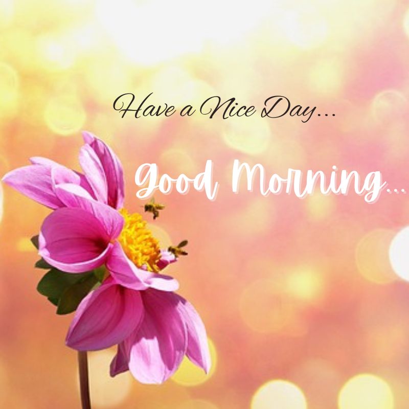 Sweet Good Morning HD Images