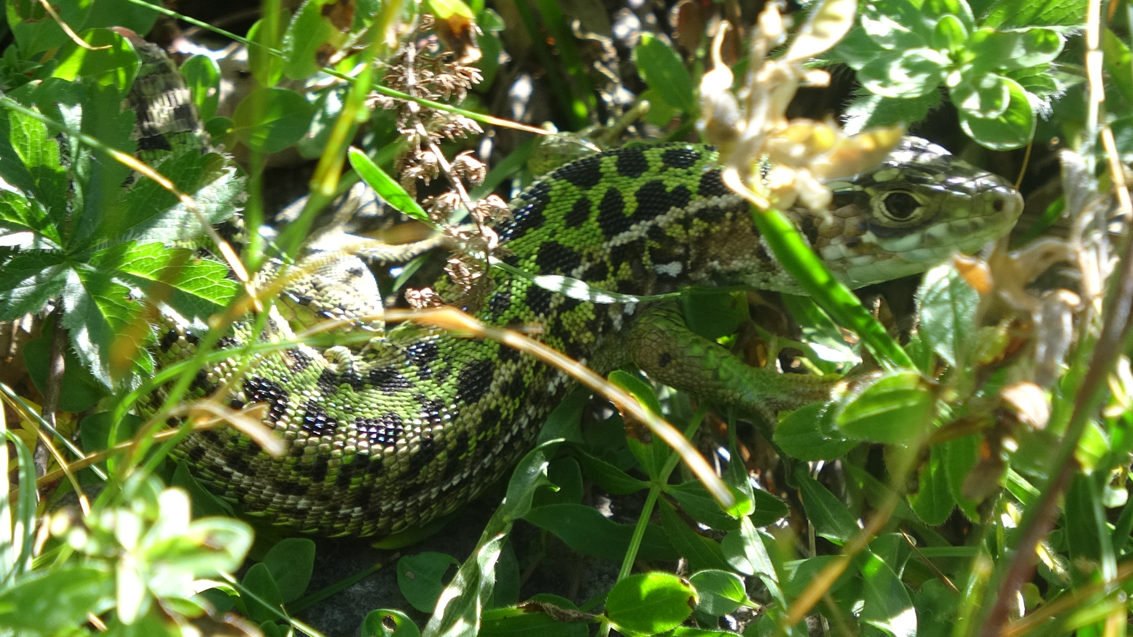 Lagarto verde occidental (Lacerta bilineata)
