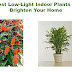 Best Low-Light Indoor Plants to Brighten Your Home