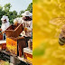 किसानों को मालामाल कर सकता है मधुमक्खी का ये डंक, 70 लाख रुपये किलो तक है कीमत