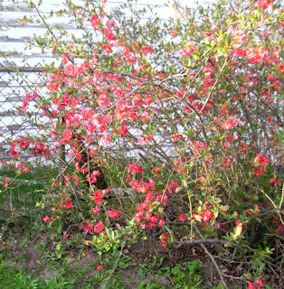 Quince Bush