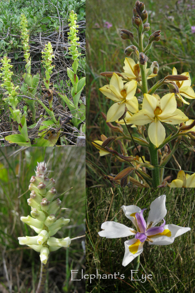 Bulbs and orchids at the labyrinth in September 2016