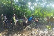 Cegah Abrasi Pantai, Kodim 1416/Muna Tanam Pohon Mangrove
