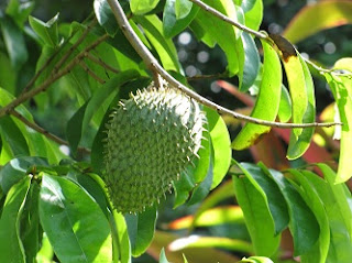 cara mengolah daun sirsak untuk obat kanker kulit,cara mengolah daun sirsak untuk obat kanker otak,daun sirsak untuk obat kanker paru,cara mengolah daun sirsak untuk obat kanker Serviks,