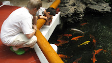 Don't be koi.