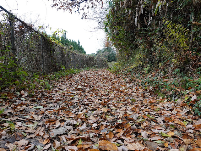 とっとり花回廊の裏の枝道の落ち葉の道