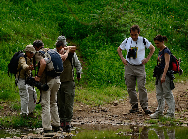 SEO/BirdLife, Grupo Local SEO-Sevilla. Excursión a Castaño del Robledo y Nacimiento del Odiel, 2 de mayo de 2015