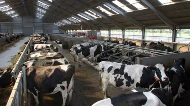 White Revolution with Cattle Shed Scheme