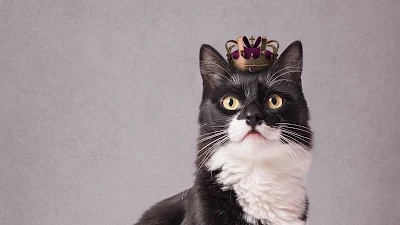 Free Funny Cat, Crown, King Wallpaper
