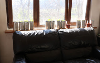 The shelves with their tomato seedlings