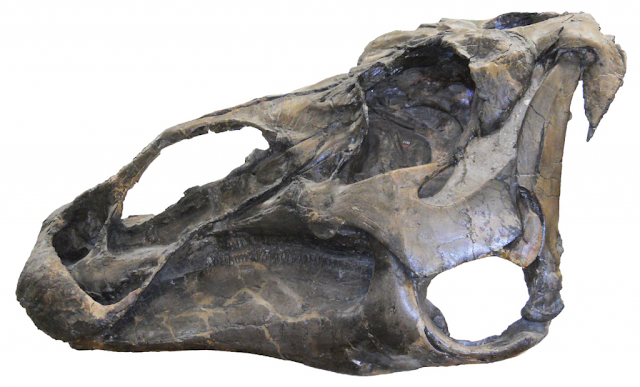 Paleontologists reappraise description of duck-billed hadrosaurs