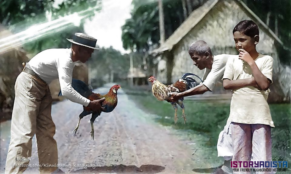 Preparing for a cockfight (c1904)