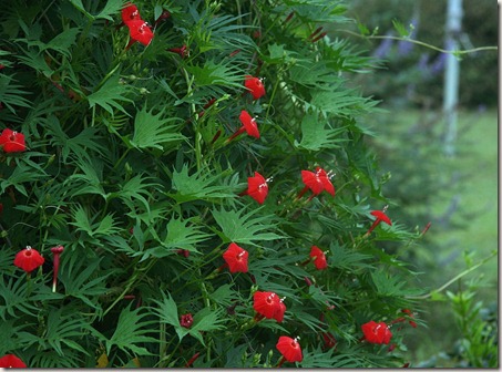 Cardinal Climber Vine, Cypress Vine, Hummingbird