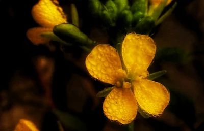nature picture flowers