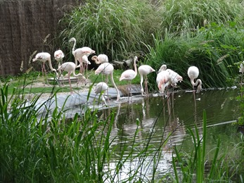 2018.06.30-025 flamants roses