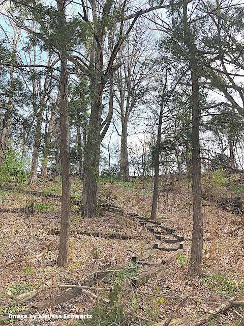 The white pines of Jen Jensen's garden design are reminiscent of the forests of Wisconsin.