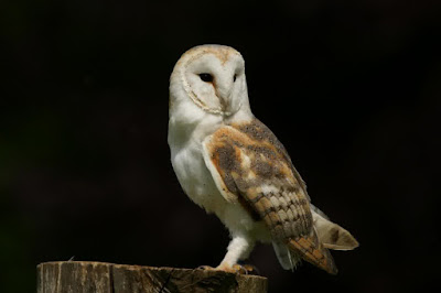 tyto alba owl, tyto alba barn owl, barn owl tyto alba facts, barn owl tyto-alba for sale, barn owl (tyto alba) siblings vocally negotiate resources, barn owl tyto alba sounds, barn owl tyto alba kaskus, barn owl tyto alba facts, barn owl tyto-alba for sale, harga owl tyto alba, barn owl tyto alba kaskus, barn owl (tyto alba) siblings vocally negotiate resources, barn owl tyto alba sounds, barn owl tyto-alba for sale, barn owl (tyto alba) siblings vocally negotiate resources,