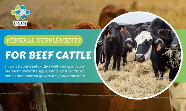 Optimize your Beef Cattle Health With Our Mineral Supplements