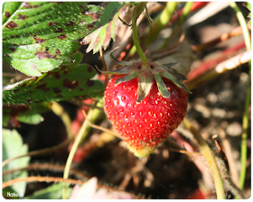 les envies de fraise de femme à la ferme de Servigny