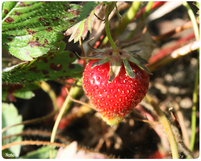 les envies de fraise de femme à la ferme de Servigny