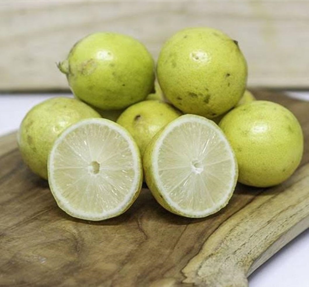 bibit buah jeruk lemon lokal kaya manfaat Binjai