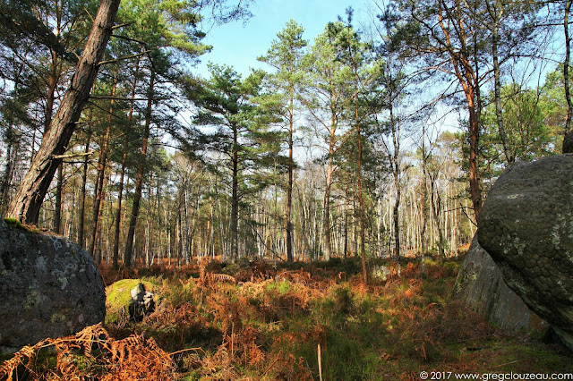 Désert d'Apremont, Forêt de Fontainebleau, Barbizon.