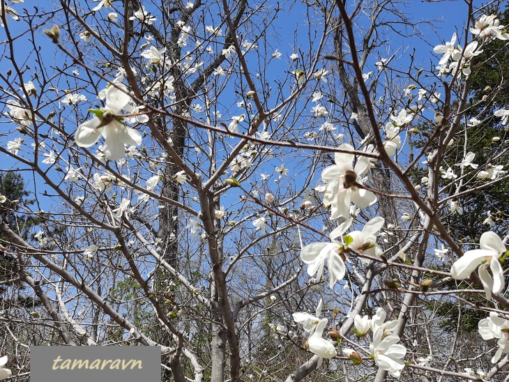 Магнолия Лёбнера (Magnolia × loebneri)