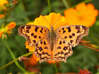 Asian Comma Butterfly from last October