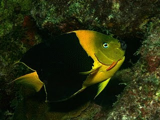 Beauty fish style