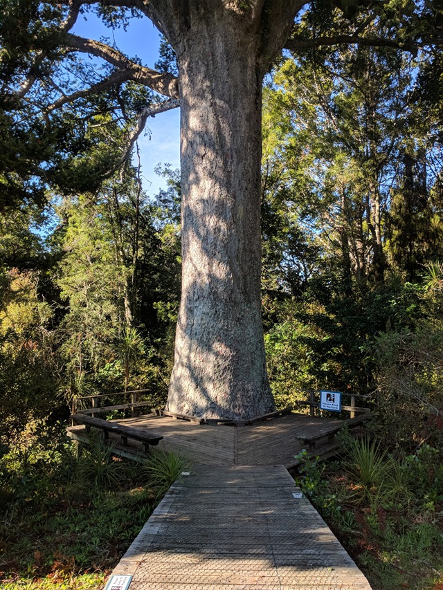P1_NZ Karry Kauri Park_2018-06-01_JML_IMG_20180601_105955