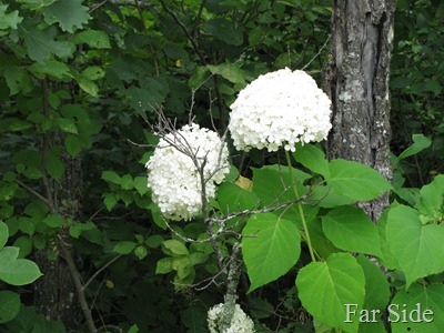 Annabelle Hydrangea