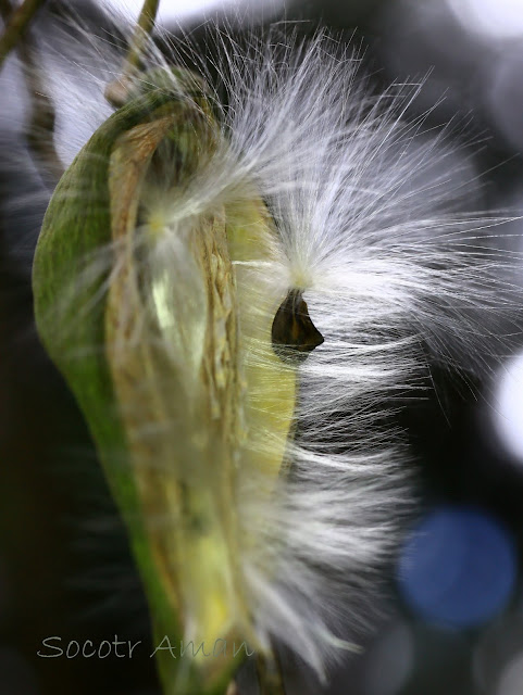 Marsdenia tomentosa