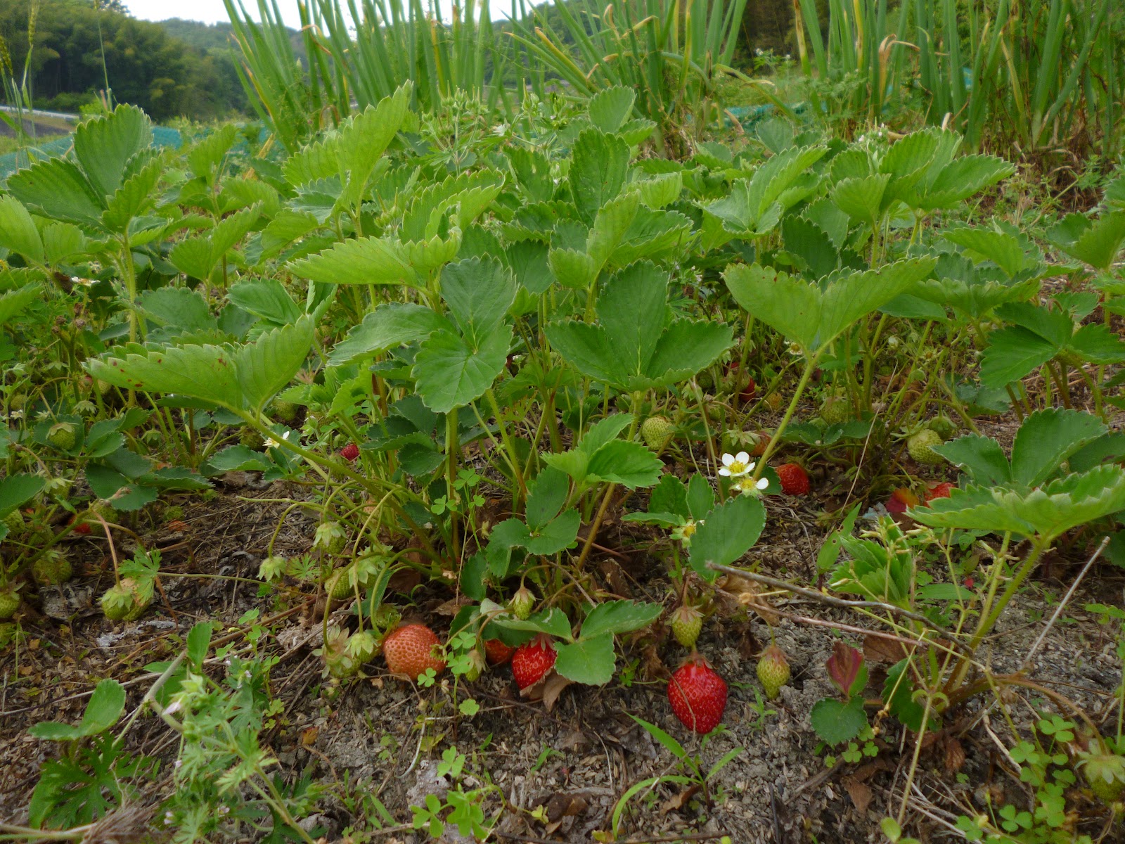 南の村から いちごの放任栽培ができるでしょうか