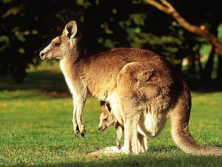 Kangaroo Wallpaper