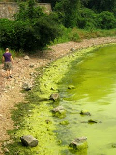 Algae could be the next power source