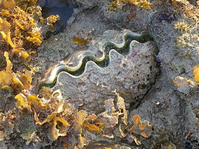 Burrowing Giant Clam (Tridacna crocea)