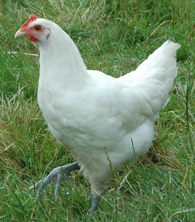 http://fr.wikipedia.org/wiki/Poule