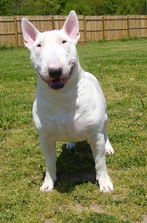 English Bull Terrier Puppy Picture