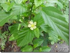 Penyakit Asam Urat Tanaman Herbal Asam Urat Untuk Mengobati Penyakit Anda