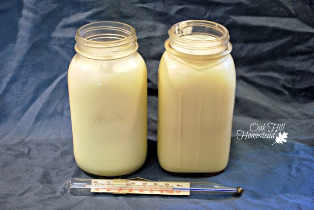 Two quart jars of goat milk on a blue background, with a thermometer in front of the jars