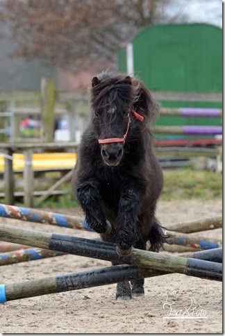 kd_ponysch_freispringen02 kd_ponysch_freispringen02