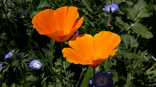 Project 365 2015 day 167 - Californian poppies // 76sunflowers