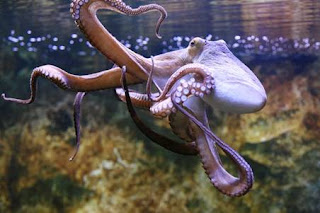 Octopuses